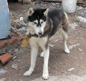 En cateo, rescata Fiscalía General a ejemplar canino víctima de maltrato-Morelia Informativo2