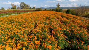 Vive la experiencia de recorrer los campos de cempasúchil en Copándaro-Morelia Informativo1