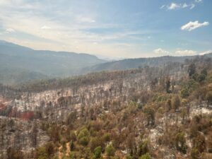 Incendio Forestal en Queréndaro: COFOM-Morelia Informativo1