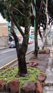 Cuidado de Árboles y de la Flora Municipal: Gobierno de Morelia-Morelia Informativo1