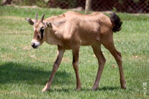 Nacen 7 crías de antílopes en el Zoológico de Morelia-Morelia Informativo1