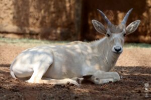 Nacen 7 crías de antílopes en el Zoológico de Morelia-Morelia Informativo2