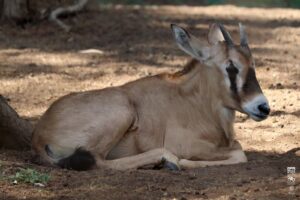 Nacen 7 crías de antílopes en el Zoológico de Morelia-Morelia Informativo3