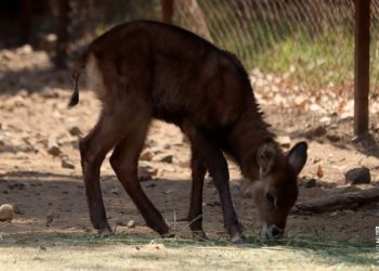 Nacen 7 crías de antílopes en el Zoológico de Morelia-Morelia Informativo