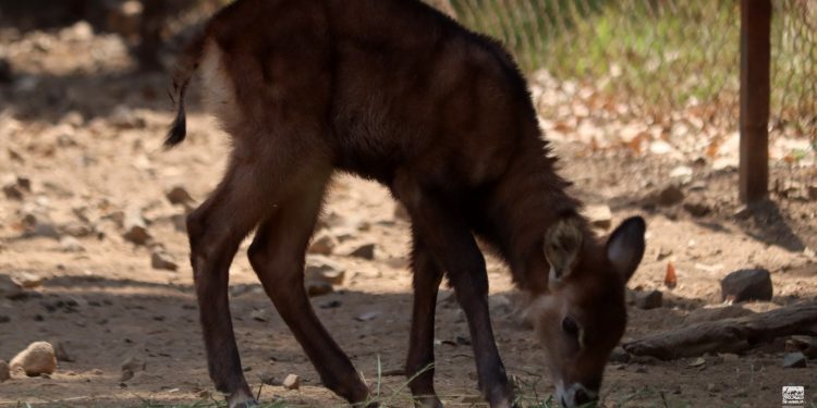 Nacen 7 crías de antílopes en el Zoológico de Morelia-Morelia Informativo