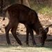 Nacen 7 crías de antílopes en el Zoológico de Morelia-Morelia Informativo