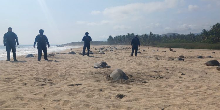 Guardia Civil protege arribo de Tortugas Marinas-Morelia Informativo