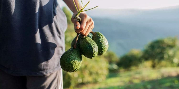 Certificación de Aguacate: Secma-Morelia Informativo