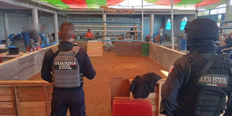 Palenque clandestino en Maravatío: SSP-Morelia Informativo