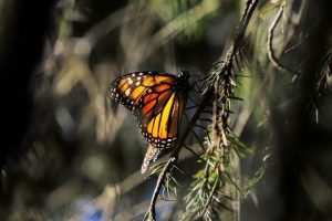 Biosfera de la Monarca: Sectur-Morelia Informativo2