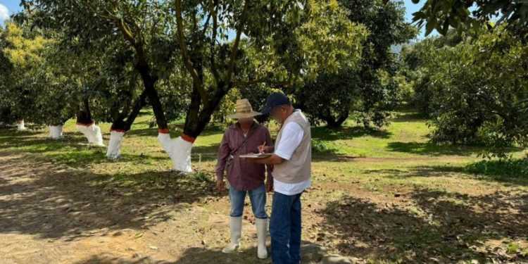 Multas a empresas aguacateras-Morelia Informativo