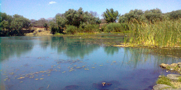 Secma Reforestación La Mintzita-Morelia Informativo