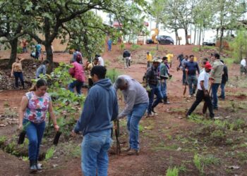Reforestación en Área Natural Protegida Mesa de Tzitzio-Morelia Informativo