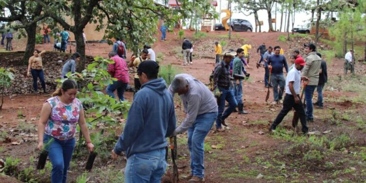 Reforestación en Área Natural Protegida Mesa de Tzitzio-Morelia Informativo