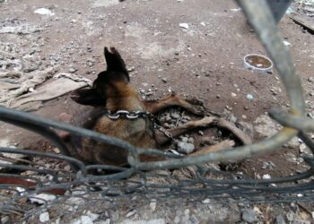 En cateo, rescata Fiscalía General a ejemplar canino víctima de maltrato-Morelia Informativo