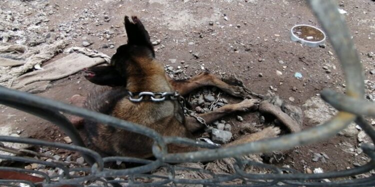 En cateo, rescata Fiscalía General a ejemplar canino víctima de maltrato-Morelia Informativo