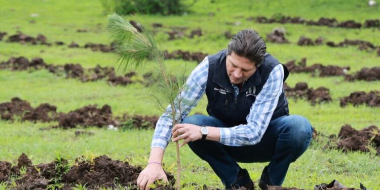 Van 800 mil árboles reforestados en lo que va de la administración de Alfonso Martínez-Morelia Informativo