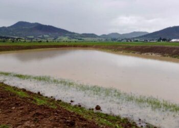 Tras labores de limpieza, renace laguna de Zinciro, en Erongarícuaro