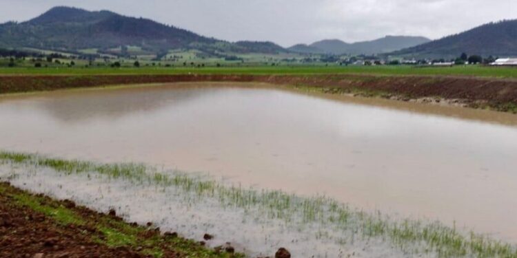 Tras labores de limpieza, renace laguna de Zinciro, en Erongarícuaro