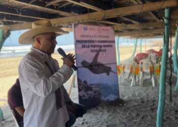 Liberan tortugas marinas