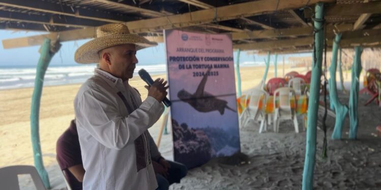 Liberan tortugas marinas