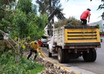 Alfonso Martínez supervisa poda sanitaria de árboles en Av. Camelinas