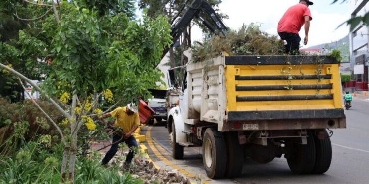 Alfonso Martínez supervisa poda sanitaria de árboles en Av. Camelinas