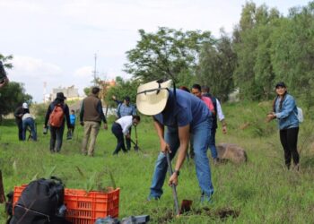 Reforestación a la zona protegida de Cerritos del Quinceo-Morelia Informativo