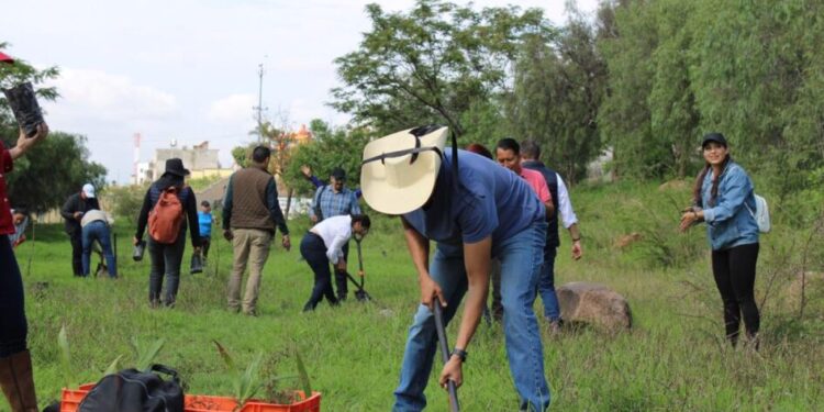 Reforestación a la zona protegida de Cerritos del Quinceo-Morelia Informativo