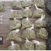 SSP asegura auto y droga en Uruapan - Morelia Informativo