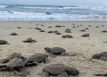 Nacen en playas michoacanas las primeras tortugas golfinas de la temporada