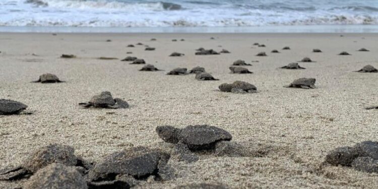 Nacen en playas michoacanas las primeras tortugas golfinas de la temporada