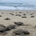 Nacen en playas michoacanas las primeras tortugas golfinas de la temporada