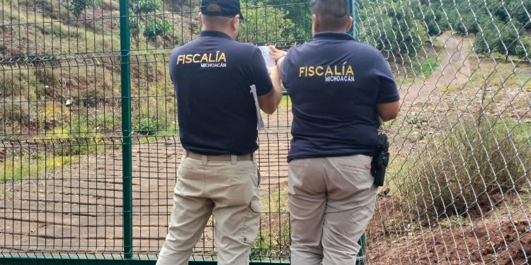 estrategia Guardián Forestal cultivos aguacate - Morelia Informativo