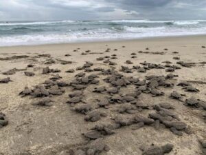 liberación tortugas marinas 6