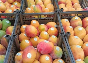 Michoacán ha exportado más de 70 mil toneladas de mango