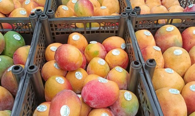 Michoacán ha exportado más de 70 mil toneladas de mango
