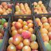 Michoacán ha exportado más de 70 mil toneladas de mango