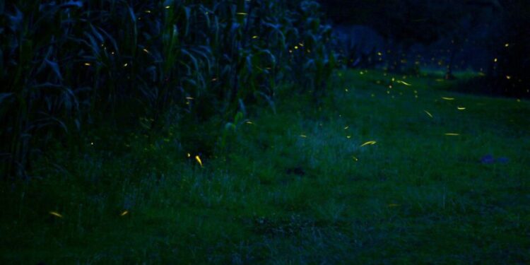 Vive el avistamiento de luciérnagas en este Pueblo Mágico de Michoacán-Morelia Informativo