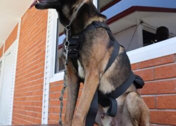 Embajada de EUA dona a SSP equipamiento médico y de adiestramiento canino