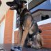 Embajada de EUA dona a SSP equipamiento médico y de adiestramiento canino