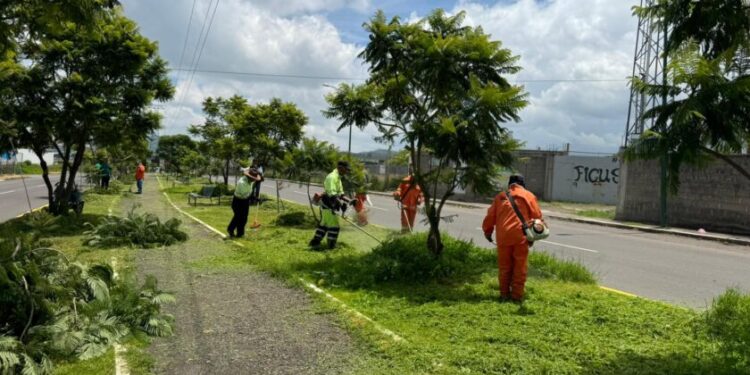 Embellece ayuntamiento camellones de Morelia-Morelia Informativo