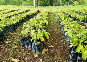 Sader entrega 10 mil plantas de cacao a productores de tres municipios-Morelia Informativo