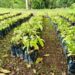 Sader entrega 10 mil plantas de cacao a productores de tres municipios-Morelia Informativo
