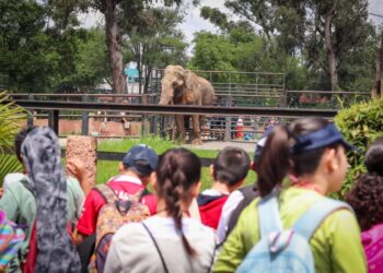 Concluyen cursos de verano de la Cecufid con más de mil participantes-Morelia Informativo
