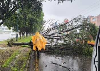 Retira ayuntamiento árbol que cayó sobre libramiento-Morelia Informativo