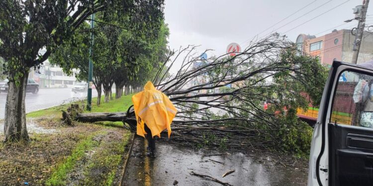 Retira ayuntamiento árbol que cayó sobre libramiento-Morelia Informativo