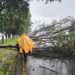 Retira ayuntamiento árbol que cayó sobre libramiento-Morelia Informativo
