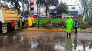 Retira en tiempo récord ayuntamiento árboles caídos por lluvias-Morelia Informativo