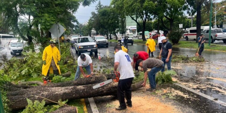 Retira en tiempo récord ayuntamiento árboles caídos por lluvias-Morelia Informativo